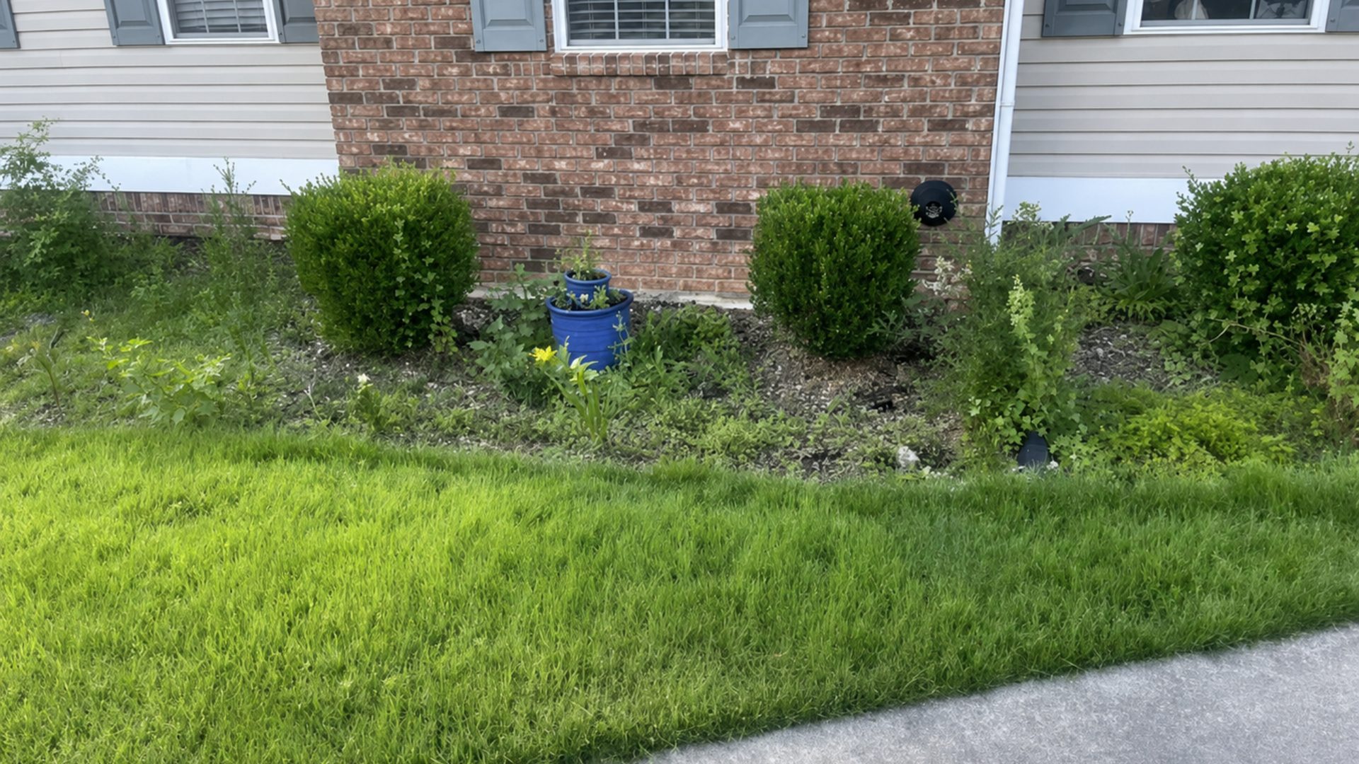 Close-up of freshly trimmed foundation hedges beside a brick home in Chattanooga, TN by LNK Ventures